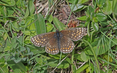 Melitaea asteria