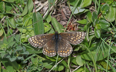 Melitaea asteria
