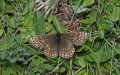 Melitaea asteria