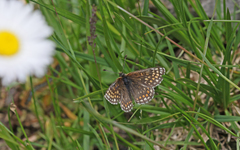 Melitaea asteria