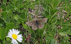 Melitaea asteria