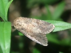 Spodoptera pecten