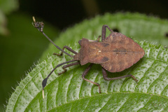 Dalader planiventris