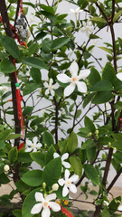 Wrightia antidysenterica