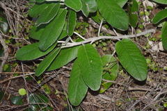 Brachyglottis greyi