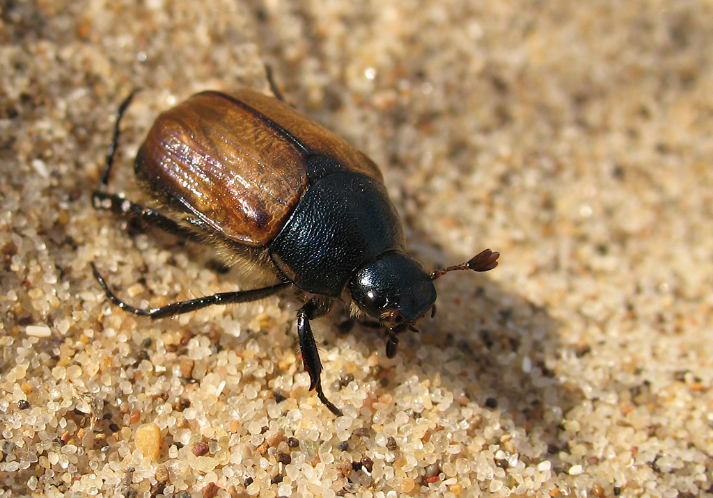 Dune Chafer, photo 1 of 10