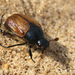 Dune Chafer - Photo (c) nutmeg66, some rights reserved (CC BY-NC-ND)