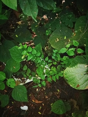 Ziziphus oenopolia