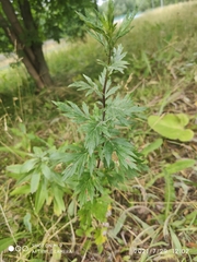 Artemisia vulgaris