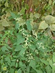 Chenopodium album pedunculare