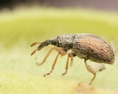 Malvapion malvae