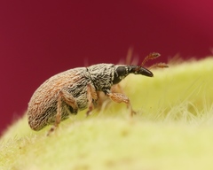 Malvapion malvae