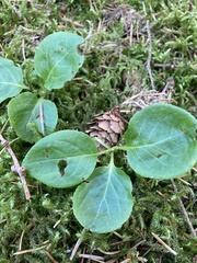 Pyrola minor