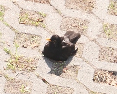 Turdus merula
