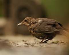 Turdus merula