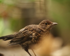 Turdus merula