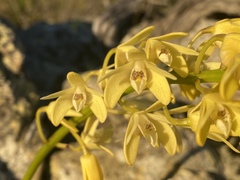 Dendrobium speciosum pedunculatum