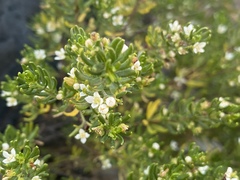 Zieria whitei