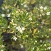Zieria whitei - Photo (c) ryanthughes, algunos derechos reservados (CC BY-NC)