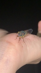 Lemuriana apicalis