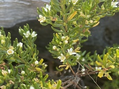 Zieria whitei