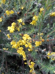 Hibbertia fasciculata