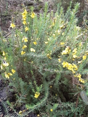 Hibbertia fasciculata