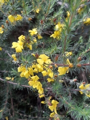 Hibbertia fasciculata