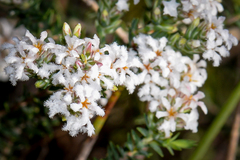 Leucopogon polymorphus