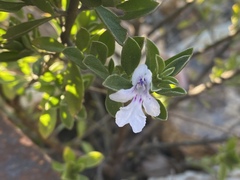 Prostanthera clotteniana