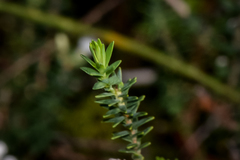 Leucopogon polymorphus