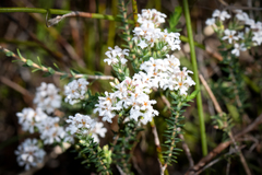 Leucopogon polymorphus