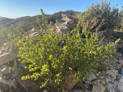 Prostanthera clotteniana
