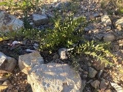 Acacia purpureapetala