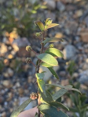 Acacia purpureapetala