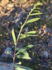 Acacia purpureapetala