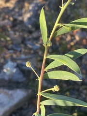 Acacia purpureapetala