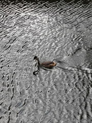 Podiceps cristatus