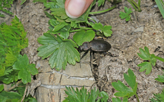 Carabus sylvestris