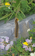 Malacosoma alpicolum