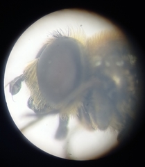 Merodon constans