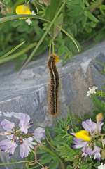 Malacosoma alpicolum