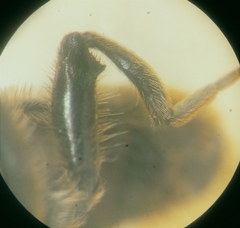 Merodon constans