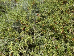 Nitrariaceae