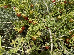 Nitrariaceae