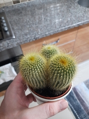 Parodia lenninghausii