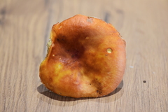Russula nympharum