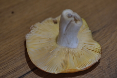 Russula nympharum