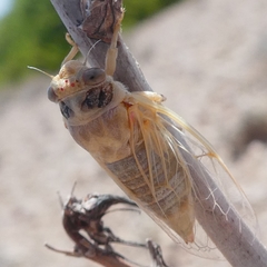 Cicadatra atra