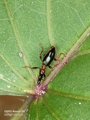 Cylas formicarius